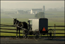 Amish Buggy